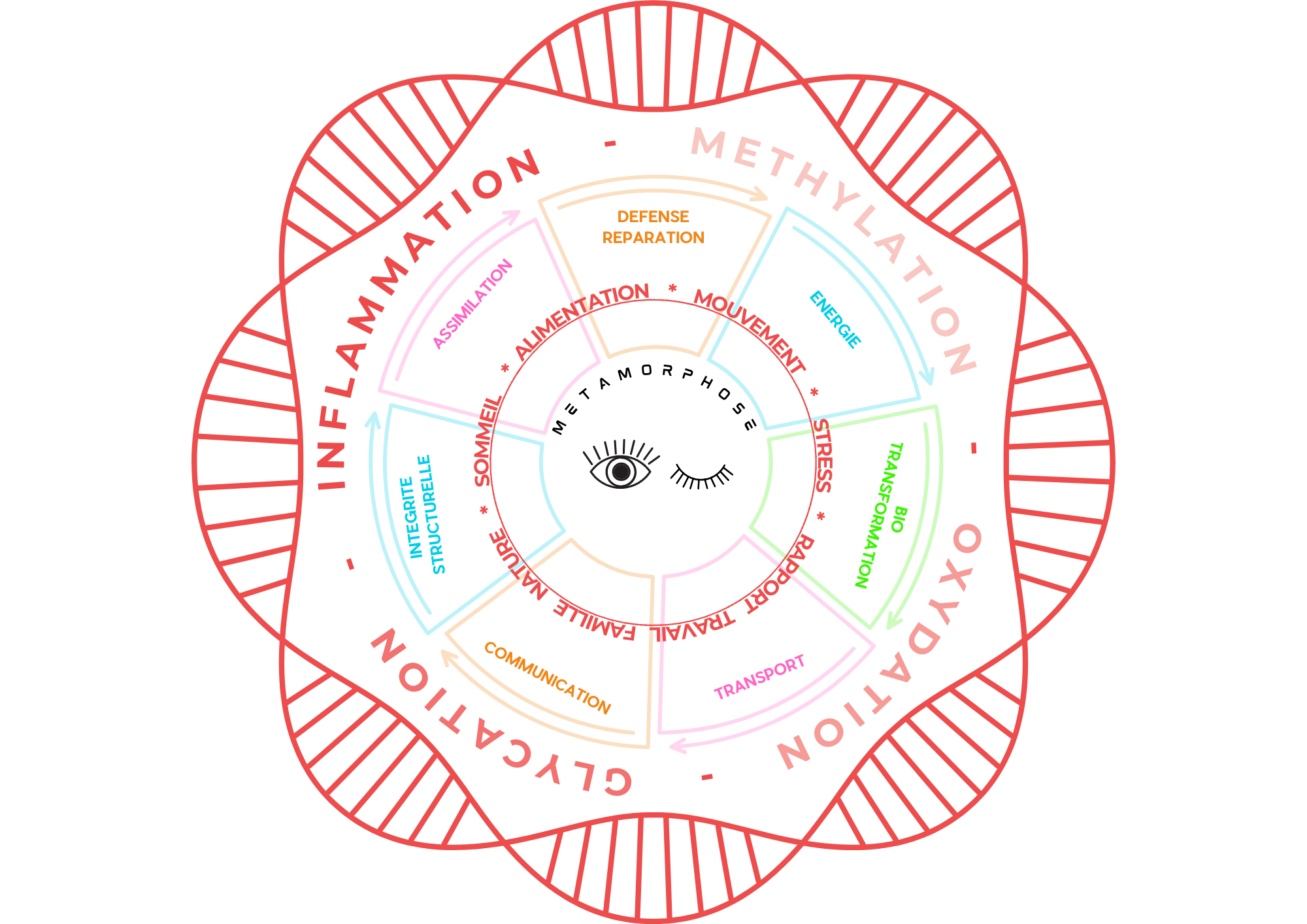 La roue de la métamorphose